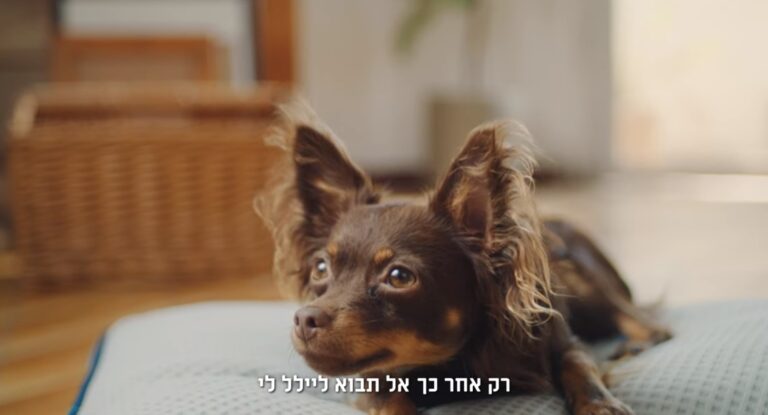 עטרה בילר מנתחת: שלגון לכלבים באמפמ