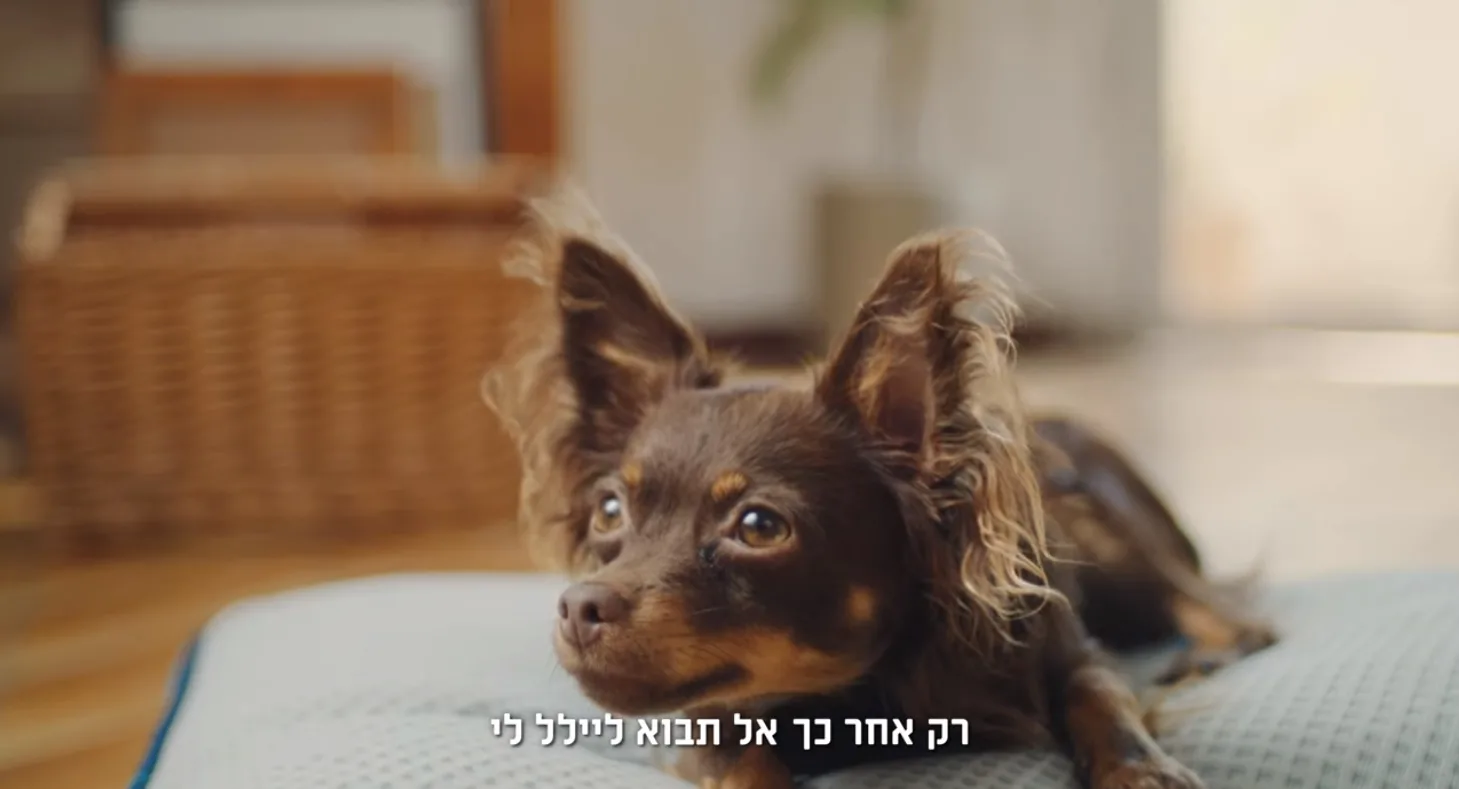 עטרה בילר מנתחת: שלגון לכלבים באמפמ